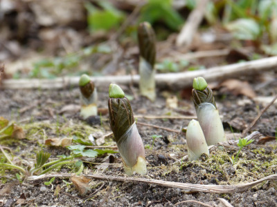 2018-04-12 Podophyllum peltatum.jpg