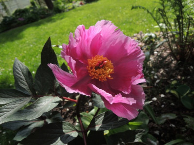 P.cambessedessi.JPG