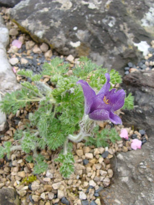 Pulsatilla violacea18-1.jpg