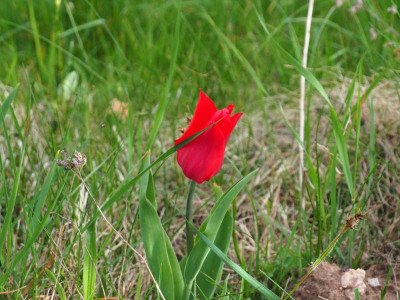 Tulipa 1. ALDI P4120005.JPG