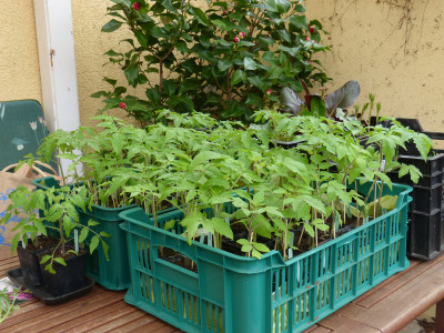 2018-04-13 Tomaten 1.jpg