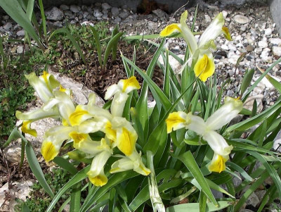 Iris bucharica 13.04.18.JPG