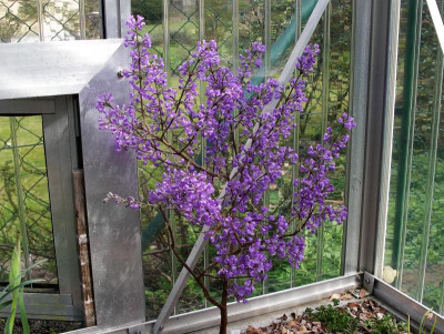 Daphne genkwa 13.04.18.JPG