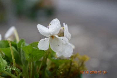 Viola odorata 003.JPG