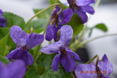 Viola odorata 007.JPG