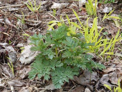 2018-04-13 Corydalis nobilis.jpg