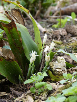 2018-04-13 Cymophyllus fraserianus.jpg