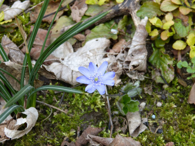 2018-04-13 Hepatica.jpg