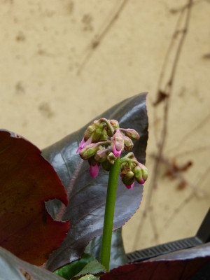 2018-04-13 Bergenia 'Balbithian'.jpg