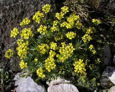 Draba_sphaerioides_2007-03-12.JPG