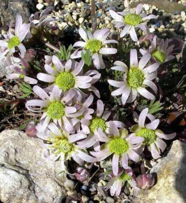 Callianthenum_anemonoides_2007-03-12.JPG