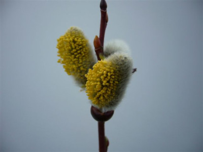Weidekatzchen_12.03.2007.JPG