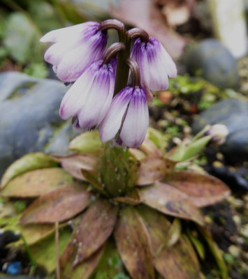 Heloniopsis kawanoi ...  13.4.18 003.jpg