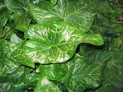 Arum_italicum_Toskana_fars_2007.jpg
