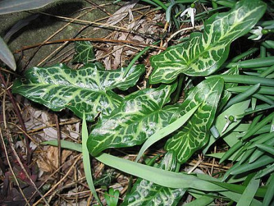 Arum_italicum_Montepulciano_fars_2007.jpg