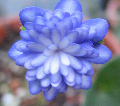 12.3.07._Hepatica_n._var._jap._Shirin_004.JPG