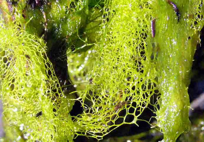Hydrodictyon-reticulatum.jpg