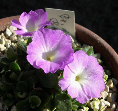 Primula_allionii_Broadwell_Pink_2007-03-12.JPG