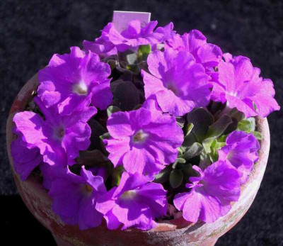 Primula_allionii_William_Earle_2007-03-12.JPG