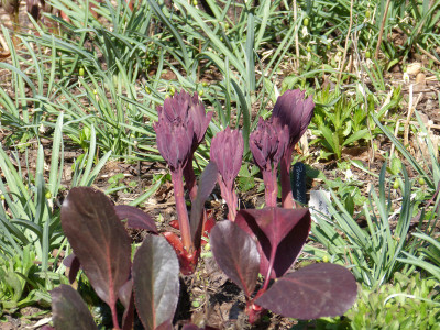 2018-04-08 Paeonia mlokosewitschii.jpg