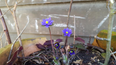 20180406_154650.jpg