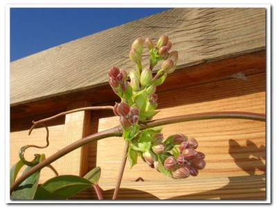 Cl.armandii.jpg