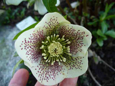 Helleborus_38.jpg