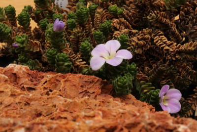 Chionohebe densifolia 1.jpg