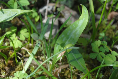 DSC_0012.JPG