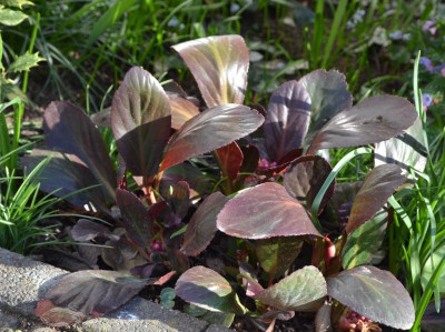 Bergenia-PinkDragonfly.18-3.jpg