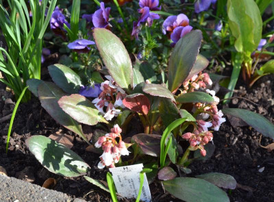 Bergenia-DragonflyAngelKiss.18-2.jpg