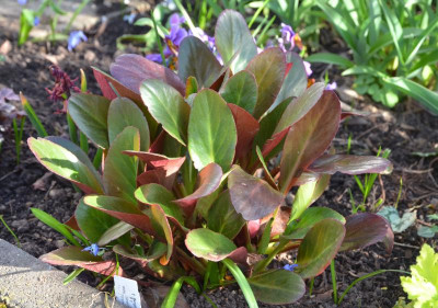 Bergenia_purpurascens.Wintermärchen.18-2.jpg