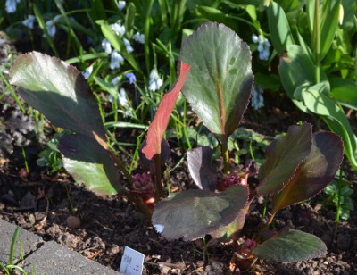 Bergenia_cordifolia-DragonflySakura.18-2.jpg