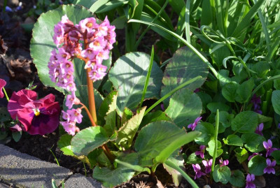 Bergenia-BabyDoll.18-2.jpg
