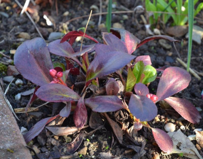 Bergenia-Flirt.18-1.jpg