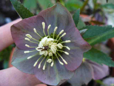 Helleborus_46.jpg
