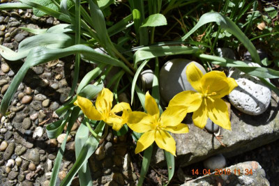 Wildtulpen 003.JPG