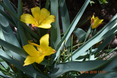 Wildtulpen 004.JPG