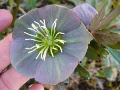 Helleborus_44.jpg