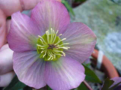 Helleborus_45.jpg