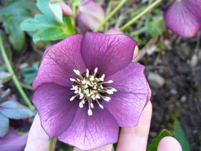 Helleborus_43.jpg