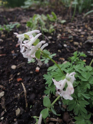corydalis kuznetsov.JPG