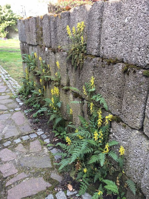 Fugengarten 1.jpg