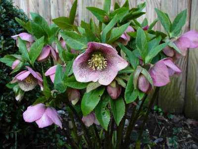 Helleborus_33.jpg