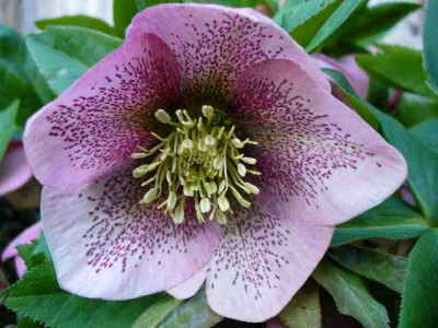 Helleborus_34.jpg