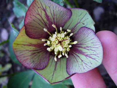 Helleborus_14.jpg