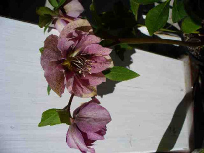 Helleborus_31.jpg