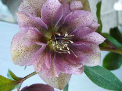 Helleborus_48.jpg