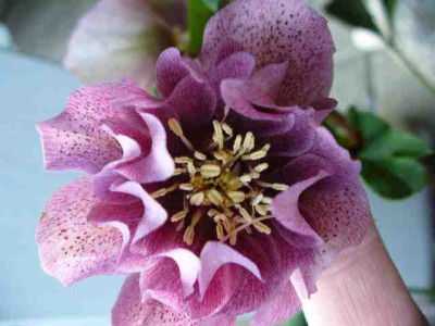 Helleborus_49.jpg