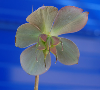 Helleborus_purpurascens_00440__0157.jpg